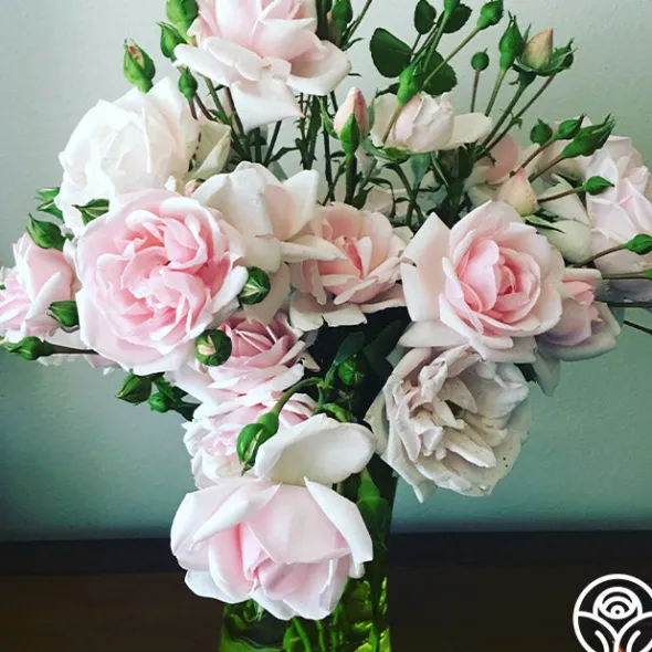 Heirloom Roses New Dawn™ Best