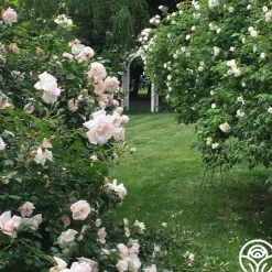 Heirloom Roses New Dawn™ Best
