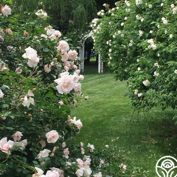 Heirloom Roses New Dawn™ Best