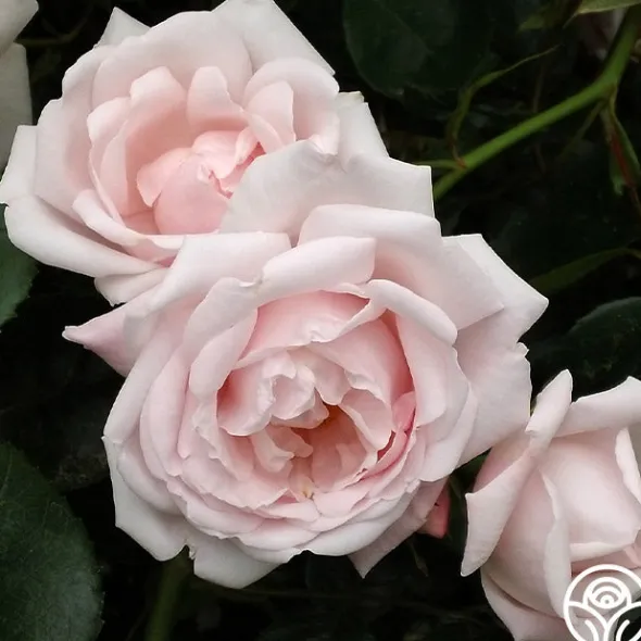 Heirloom Roses New Dawn™ Best