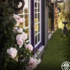 Heirloom Roses New Dawn™ Best