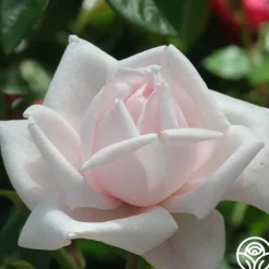 Heirloom Roses New Dawn™ Best
