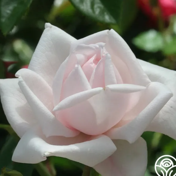 Heirloom Roses New Dawn™ Best