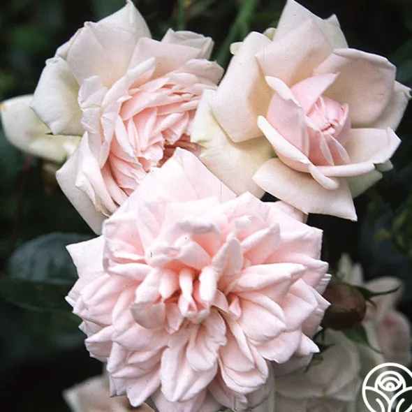 Heirloom Roses New Dawn™ Best