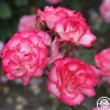Heirloom Roses Nicole®