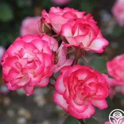 Heirloom Roses Nicole®