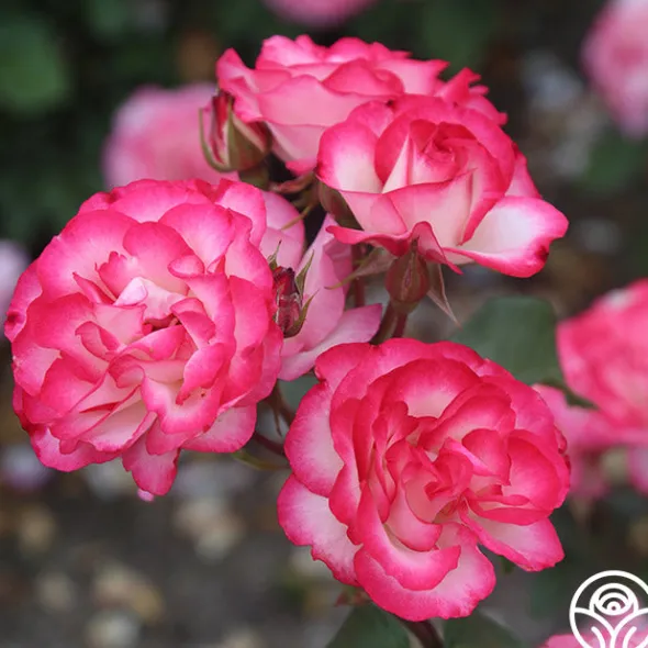 Heirloom Roses Nicole®