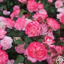 Heirloom Roses Nicole®