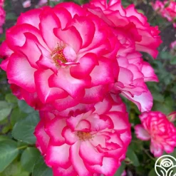 Heirloom Roses Nicole®