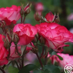 Heirloom Roses Nicole®