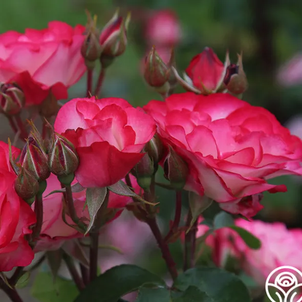 Heirloom Roses Nicole®