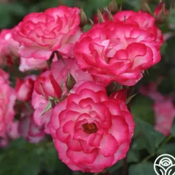 Heirloom Roses Nicole®