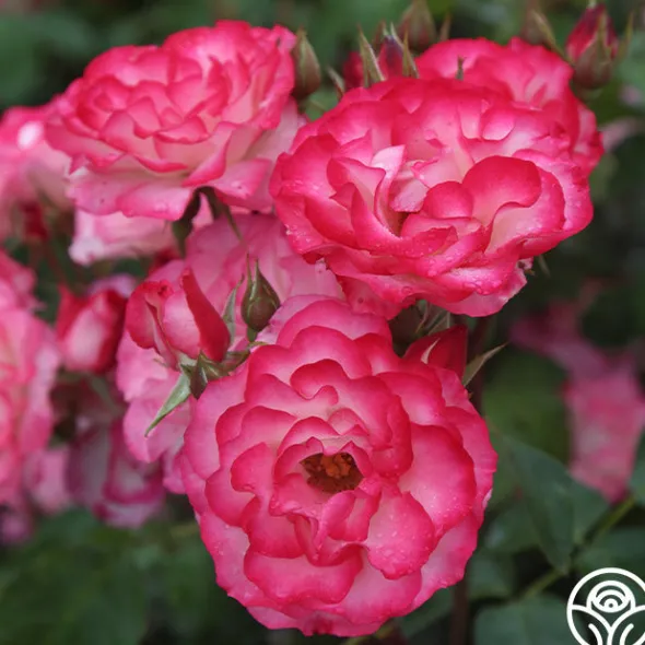 Heirloom Roses Nicole®