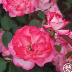 Heirloom Roses Nicole®