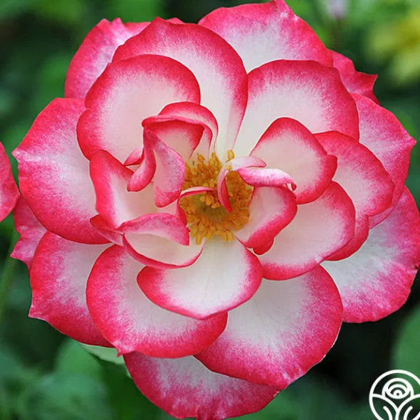 Heirloom Roses Nicole®