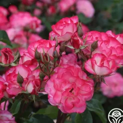Heirloom Roses Nicole®