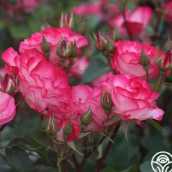 Heirloom Roses Nicole®