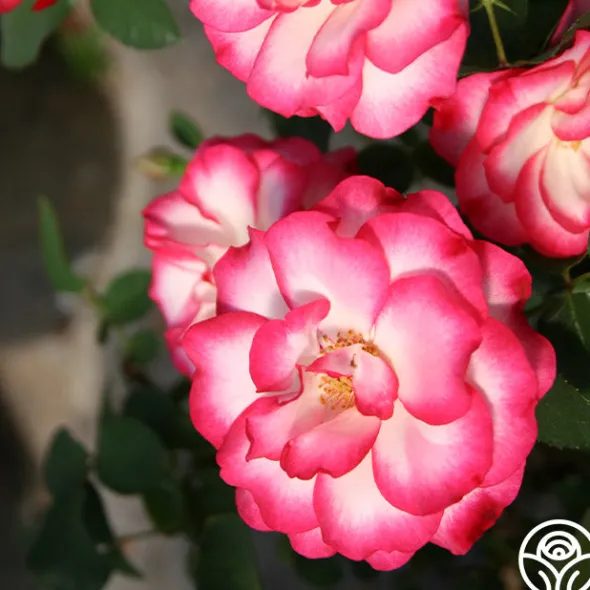 Heirloom Roses Nicole®