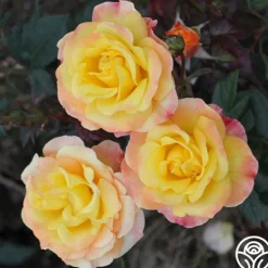 Heirloom Roses Night Light® Hot