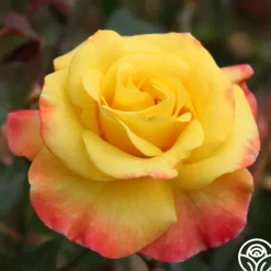 Heirloom Roses Night Light® Hot