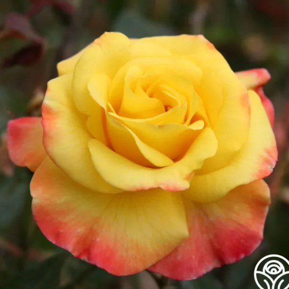 Heirloom Roses Night Light® Hot