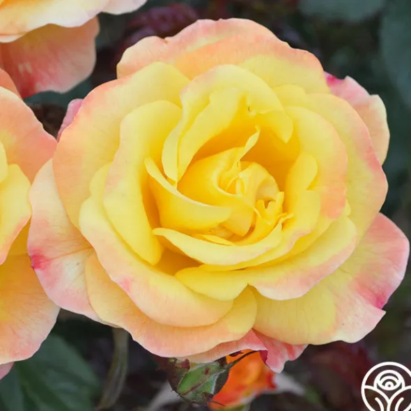 Heirloom Roses Night Light® Hot