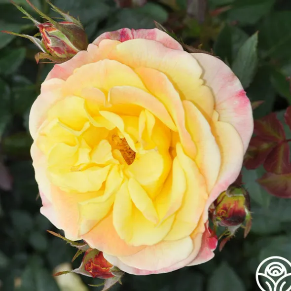 Heirloom Roses Night Light® Hot