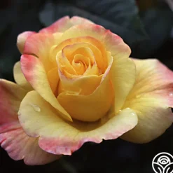 Heirloom Roses Night Light® Hot