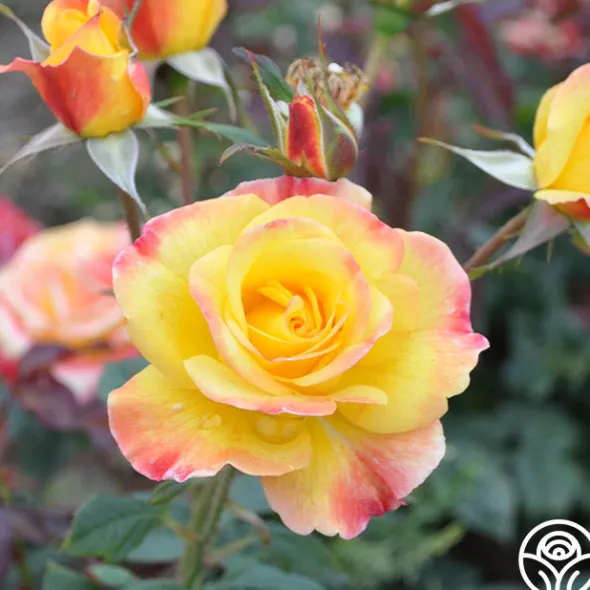 Heirloom Roses Night Light® Hot