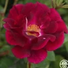 Heirloom Roses Night Owl™ Clearance