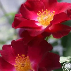 Heirloom Roses Night Owl™ Clearance