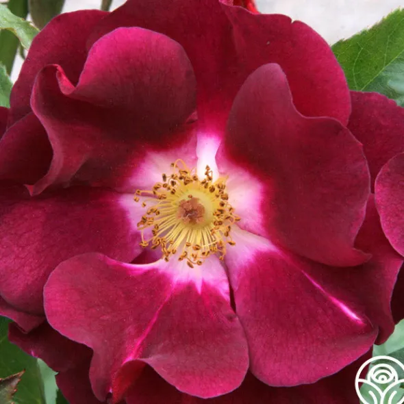 Heirloom Roses Night Owl™ Clearance