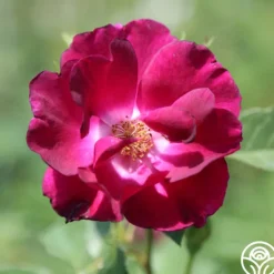 Heirloom Roses Night Owl™ Clearance