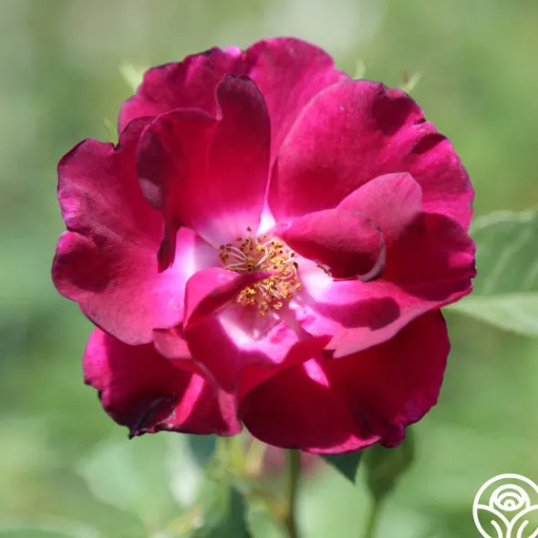 Heirloom Roses Night Owl™ Clearance