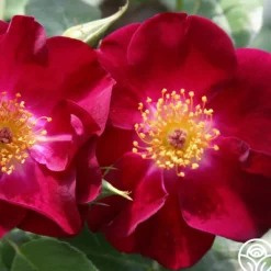 Heirloom Roses Night Owl™ Clearance