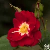 Heirloom Roses Night Song New