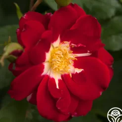 Heirloom Roses Night Song New