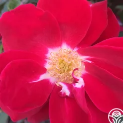 Heirloom Roses Night Song New