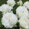 Heirloom Roses Nona Best