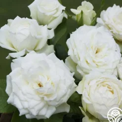 Heirloom Roses Nona Best