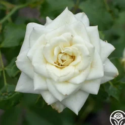 Heirloom Roses Nona Best