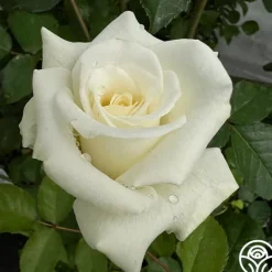 Heirloom Roses Nona Best