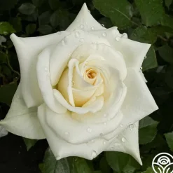 Heirloom Roses Nona Best