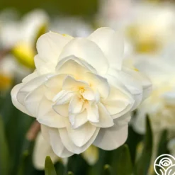 Heirloom Roses Obdam Best