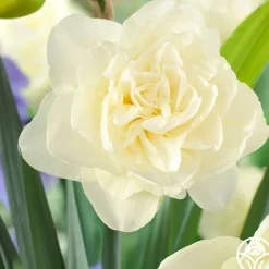 Heirloom Roses Obdam Best
