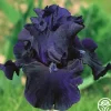 Heirloom Roses Obsidian Hot