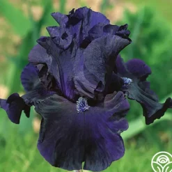 Heirloom Roses Obsidian Hot