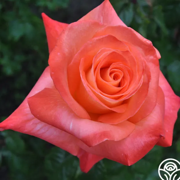 Heirloom Roses Octoberfest™ Online