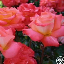 Heirloom Roses Octoberfest™ Online