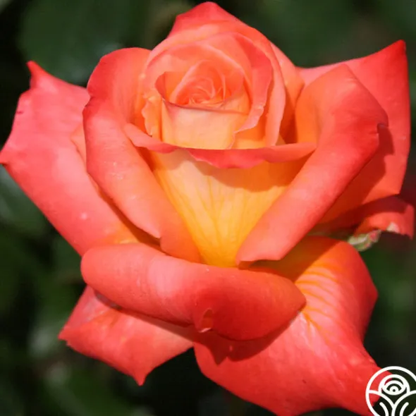 Heirloom Roses Octoberfest™ Online
